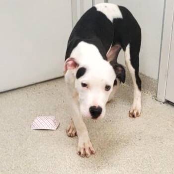 Axle -  Pit Bull Terrier Dog for Adoption - Axle | PetCurious