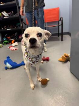 Corolla -  Terrier Dog for Adoption in Zanesville, Ohio - Corolla | PetCurious