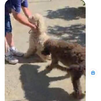 VERSE -  Standard Poodle Dog for Adoption in Richmond, California - VERSE | PetCurious