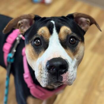 Pit Bull Terrier Dogs Available for Adoption - Mila | PetCurious