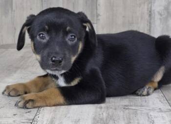 Jim -  Australian Cattle Dog Blue Heeler and Mixed Breed Dog for Adoption in Shreveport, Louisiana - Jim | PetCurious