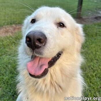 Maggie in GA - Loving Gal Who Seeks Attention -  Great Pyrenees Dog for Adoption in Beacon, New York - Maggie In GA - Loving Gal Who Seeks Attention | PetCurious