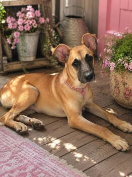 Hashbrown -  Belgian Shepherd Malinois and Black Mouth Cur Dog for Adoption in Okolona, Mississippi - Hashbrown | PetCurious