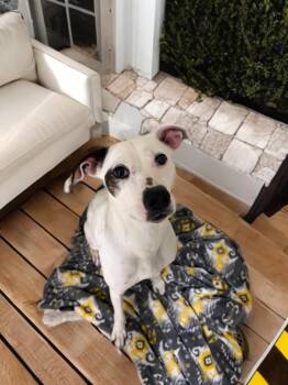 Hurley -  Mixed Breed Dog Available for Adoption in Sumter, South Carolina - Hurley | PetCurious
