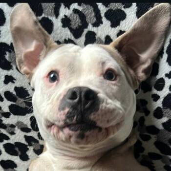 Pit Bull Terrier Dogs Available for Adoption - Garth | PetCurious