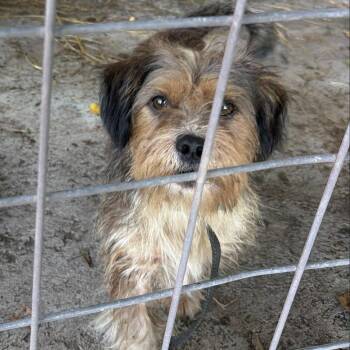 Rocky -  Mixed Breed Dog for Adoption in Pittsburg, Kansas - Rocky | PetCurious