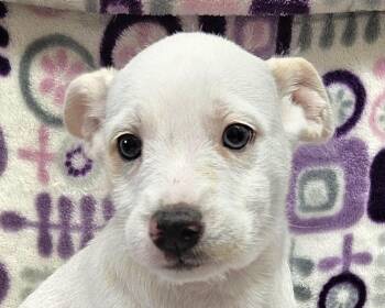 Rescue Australian Shepherd Dogs for Adoption in Los Angeles, California - Evita | PetCurious