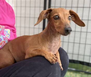 Murial -  Dachshund Dog for Adoption in Canutillo, Texas - Murial | PetCurious