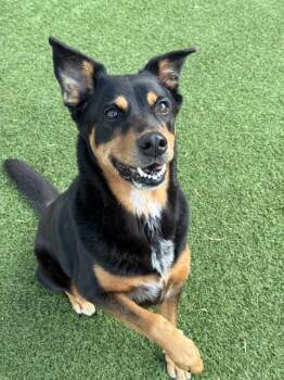 Mixed Breed Dogs Available for Adoption in Dallas, Texas - SAMY | PetCurious