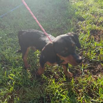 Link -  Dachshund and Mixed Breed Dog for Adoption in Baton Rouge, Louisiana - Link | PetCurious