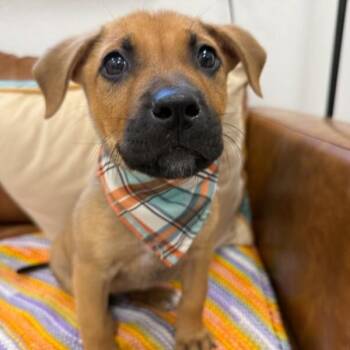 Black Mouth Cur and Shepherd Dogs Available for Adoption - Damon Dashing Little Goofball  | PetCurious