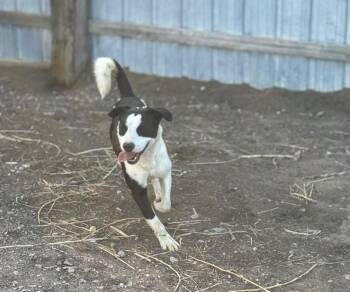 Border Collie and Mixed Breed Dogs Available for Adoption in Severance, Colorado - Cricket | PetCurious