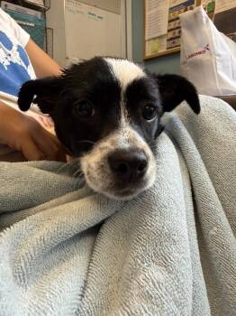 Chance -  Jack Russell Terrier and Mixed Breed Dog for Adoption in Aiken, South Carolina - Chance | PetCurious