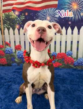 Nala -  Mixed Breed Dog for Adoption in Flint, Michigan - Nala | PetCurious
