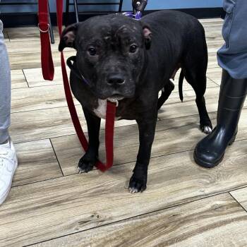 Dutchess -  Pit Bull Terrier Dog for Adoption in Newark, New Jersey - Dutchess | PetCurious