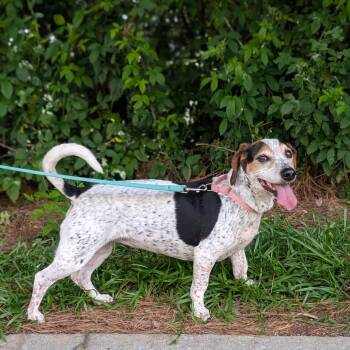 Rosalynn Grace 04-1219 -  Beagle and Mixed Breed Dog for Adoption in Covington, Georgia - Rosalynn Grace 04-1219 | PetCurious