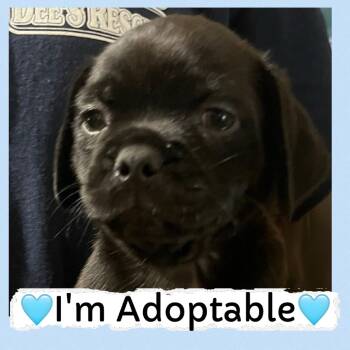 Rescue Pug and Chihuahua Dogs for Adoption in San Diego, California - Chevron | PetCurious
