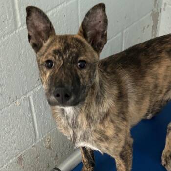Papaya - Butler Campus -  Australian Cattle Dog Blue Heeler Dog for Adoption in Flagstaff, Arizona - Papaya - Butler Campus | PetCurious