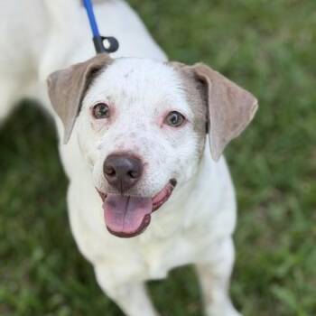 Mikey -  Terrier Dog for Adoption in Houston, Texas - Mikey | PetCurious