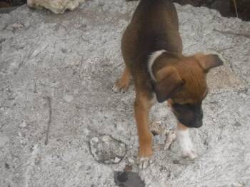 FAITH -  Terrier and Mixed Breed Dog for Adoption in Doral, Florida - FAITH | PetCurious