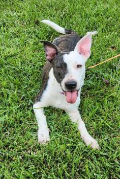 Petals -  Mixed Breed Dog for Adoption in Baton Rouge, Louisiana - Petals | PetCurious