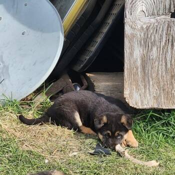 German Shepherd Dog Dogs Available for Adoption in Tacoma, Washington - Jalapeno | PetCurious