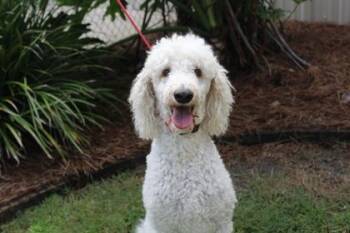 Founding Father -  Standard Poodle and Mixed Breed Dog for Adoption in Brunswick, Georgia - Founding Father | PetCurious