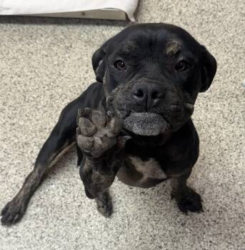 Scrunchie -  Staffordshire Bull Terrier Dog for Adoption in Phoenix, Arizona - Scrunchie | PetCurious