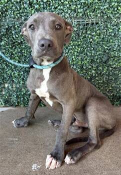 61531684 -  Pit Bull Terrier and Mixed Breed Dog for Adoption in El Paso, Texas - 61531684 | PetCurious