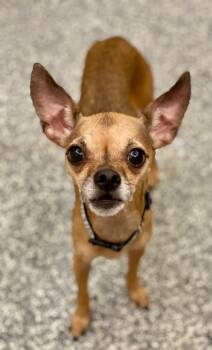 Rescue Chihuahua and Mixed Breed Dogs for Adoption in Des Moines, Iowa - Annie | PetCurious
