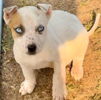 Australian Cattle Dog Blue Heeler Dogs Available for Adoption - Iris | PetCurious