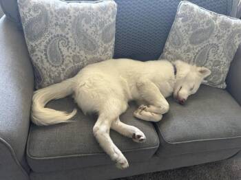 Rescue Husky Dogs for Adoption in Grand Island, Nebraska - Aspen | PetCurious