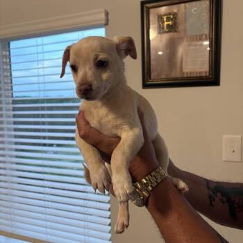 Chihuahua Dogs Available for Adoption in Joshua, Texas - Lilly | PetCurious