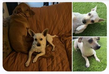 Quinn -  Chihuahua Dog for Adoption in Olympia, Washington - Quinn | PetCurious