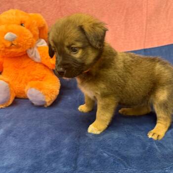 Border Collie Dogs Available for Adoption - Hank | PetCurious