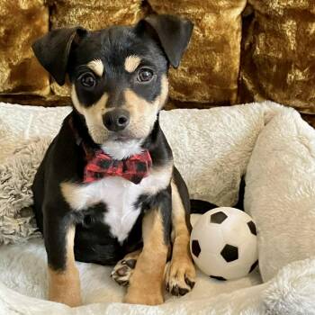 Dachshund Dogs Available for Adoption - Ted Lasso | PetCurious