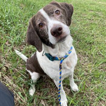 Beagle Dogs Available for Adoption in Allegan, Michigan - Patches | PetCurious
