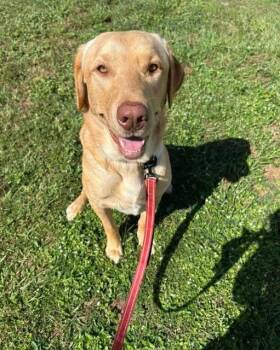 Rescue Yellow Labrador Retriever Dogs for Adoption in Clearwater, Florida - Pratt | PetCurious