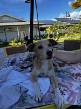 Negan -  Labrador Retriever and Terrier Dog for Adoption in Woodland, California - Negan | PetCurious