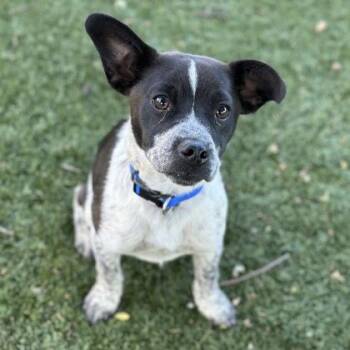 Australian Cattle Dog Blue Heeler Dogs Available for Adoption in Red Bluff, California - Donnie | PetCurious