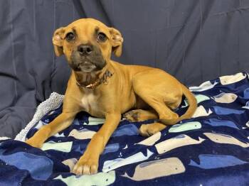 Boxer and Mixed Breed Dogs Available for Adoption in Modesto, California - A609951 | PetCurious