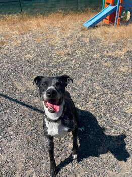 Rugar -  Catahoula Leopard Dog and Mixed Breed Dog for Adoption in St. Helens, Oregon - Rugar | PetCurious