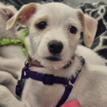 Janet -  Chihuahua and Cockapoo Dog for Adoption in Vienna, Ontario - Janet | PetCurious