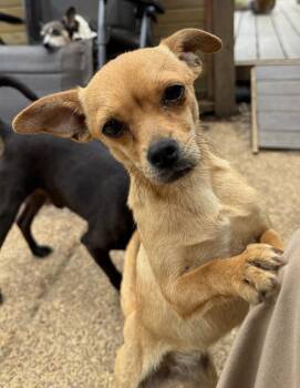 Spice - sister to Sugar -  Chihuahua Dog for Adoption in Horn Lake, Mississippi - Spice - Sister To Sugar | PetCurious