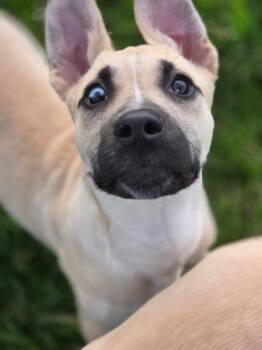 Tony -  Mixed Breed Dog Available for Adoption in Port Angeles, Washington - Tony | PetCurious
