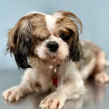 Wink -  Shih Tzu Dog for Adoption in Portland, Oregon - Wink | PetCurious