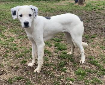 Labrador Retriever and Hound Dogs Available for Adoption in Little Rock, Arkansas - Thawayn | PetCurious