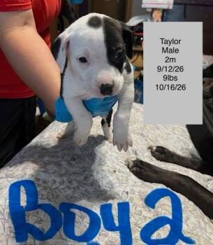 Taylor -  American Staffordshire Terrier Dog for Adoption in Welling, Oklahoma - Taylor | PetCurious