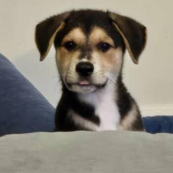 Beagle and Shepherd Dogs Available for Adoption in Aledo, Texas - Griffin | PetCurious