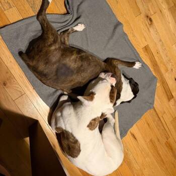 American Bulldog Dogs Available for Adoption - Bernard | PetCurious